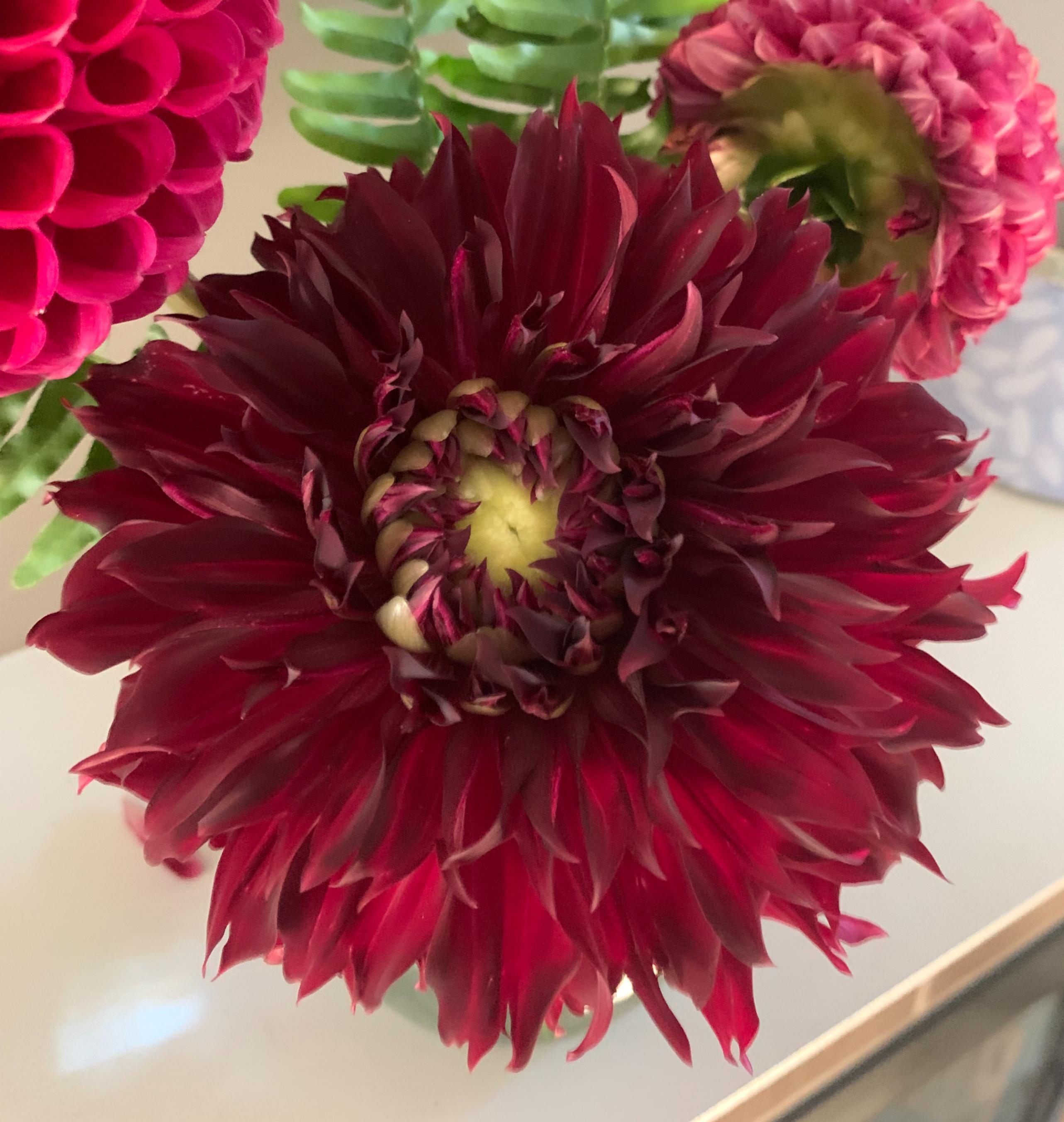 Dahlia Decorative 'Spartacus' - Decorative Dahlia from Leo Berbee Bulb Company