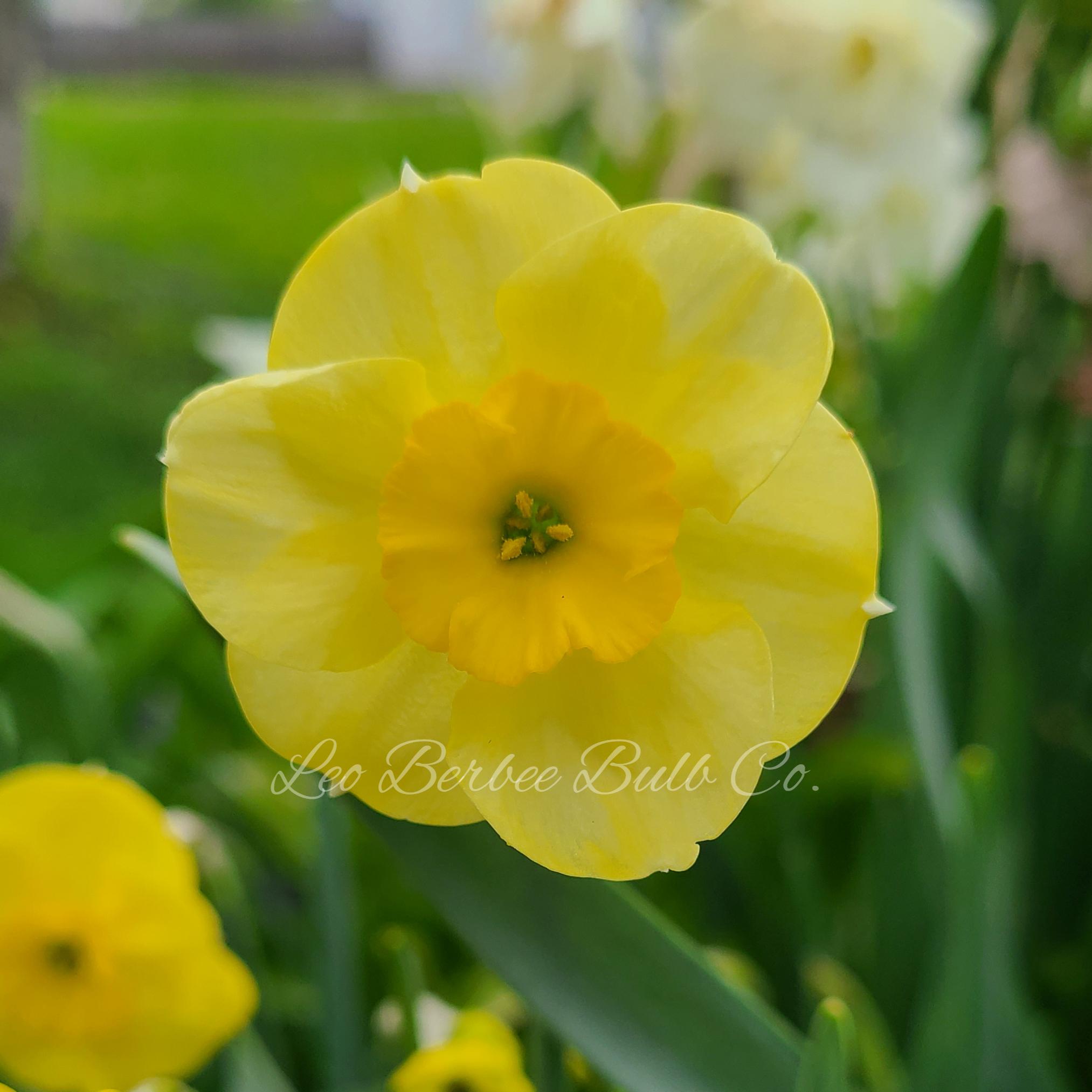 Daffodil Jonquilla 'Sundisc' - from Leo Berbee Bulb Company