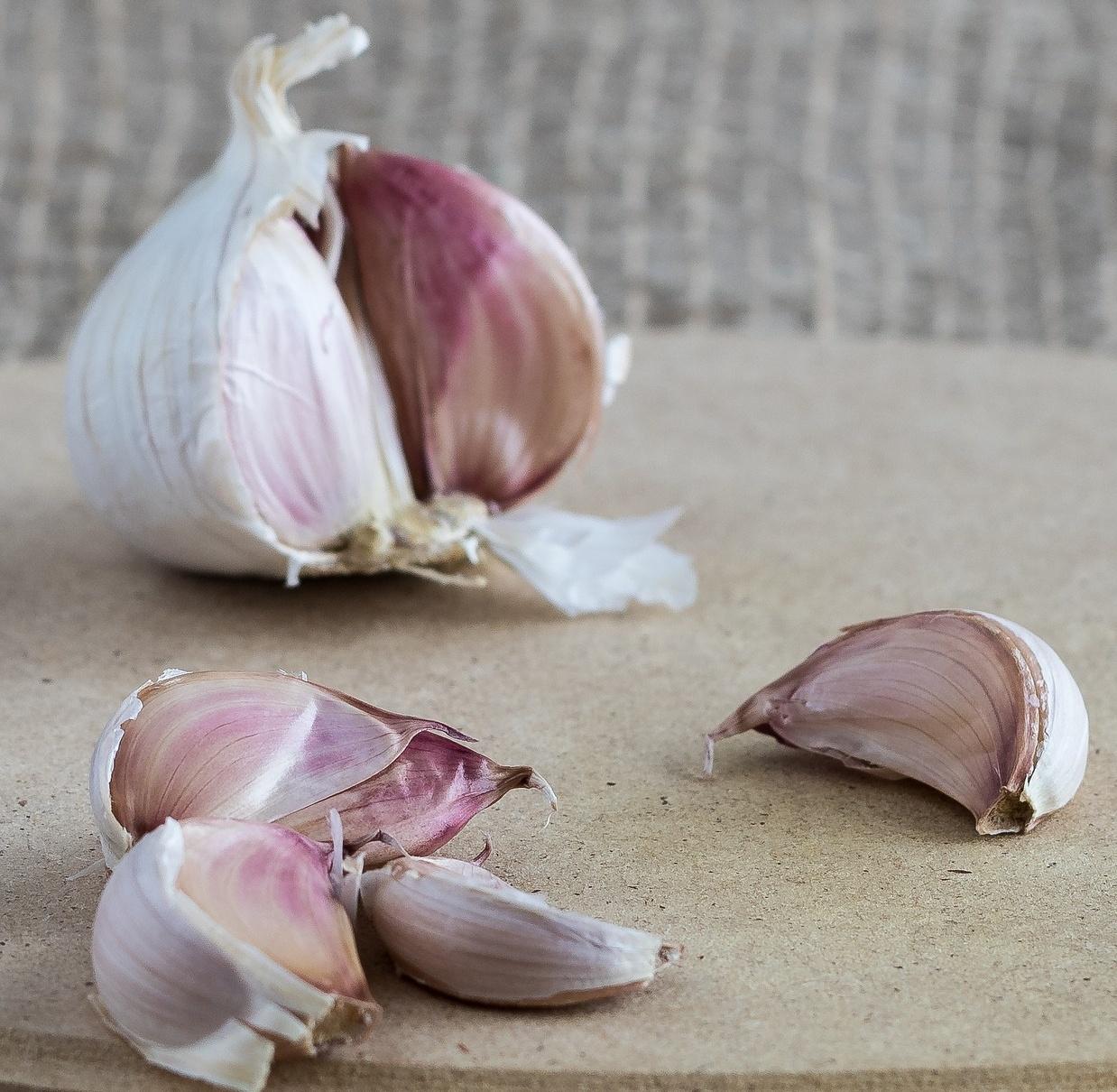 Garlic Hardneck 'Krandasger Red' - Garlic from Leo Berbee Bulb Company