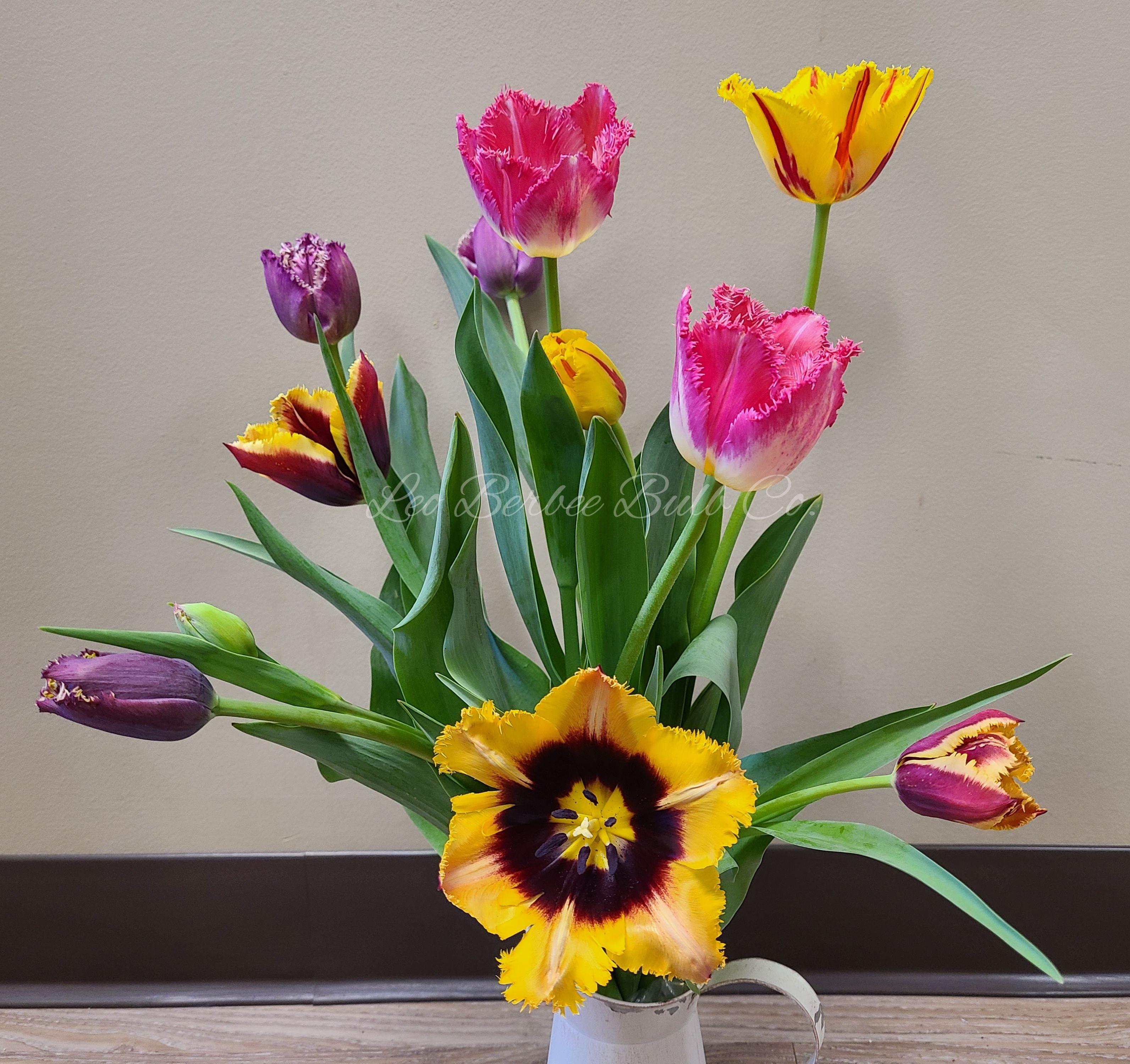 Tulip Fringed 'Mixed' - Tulip from Leo Berbee Bulb Company
