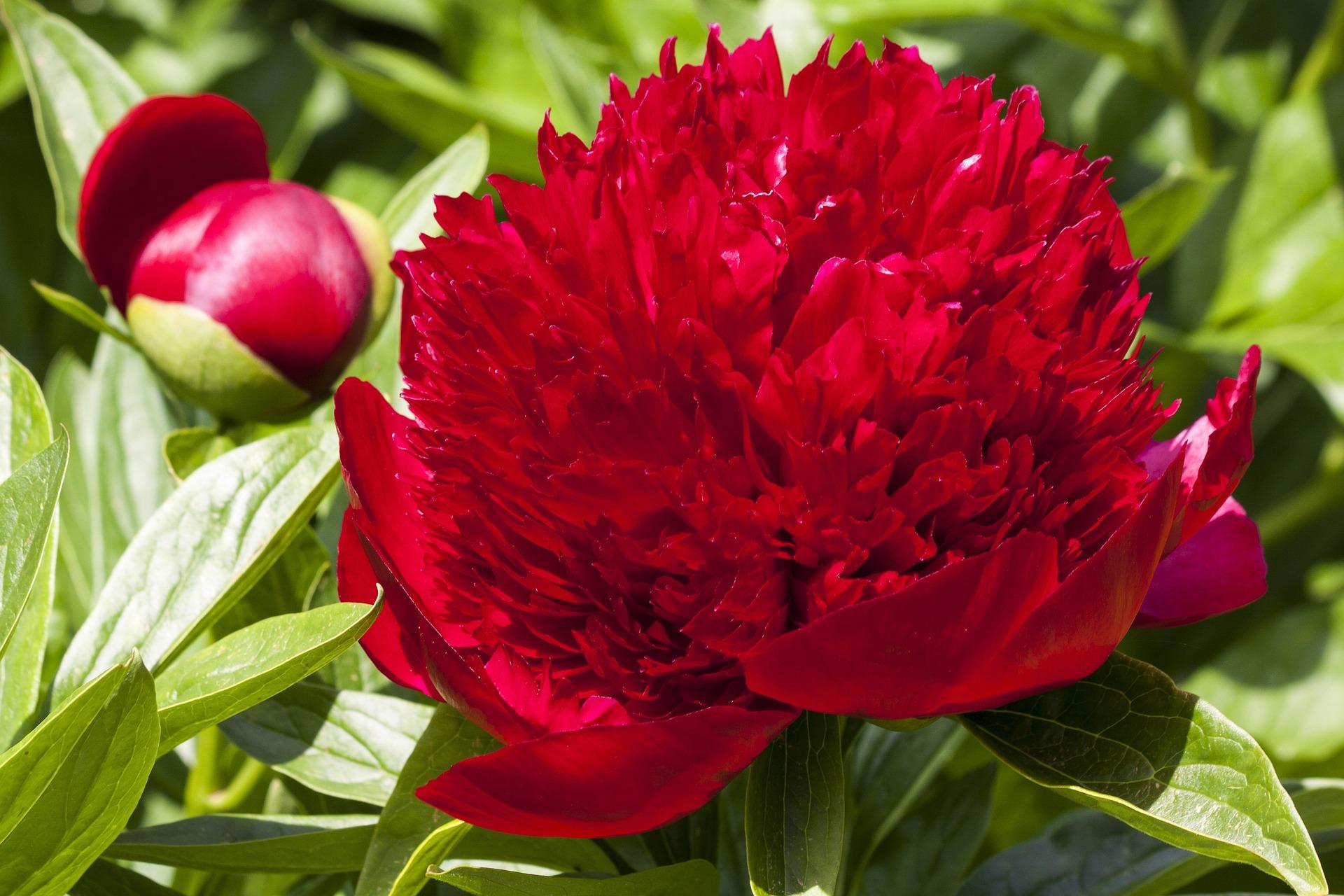 Peony lactiflora 'Red Charm' - Peony from Leo Berbee Bulb Company