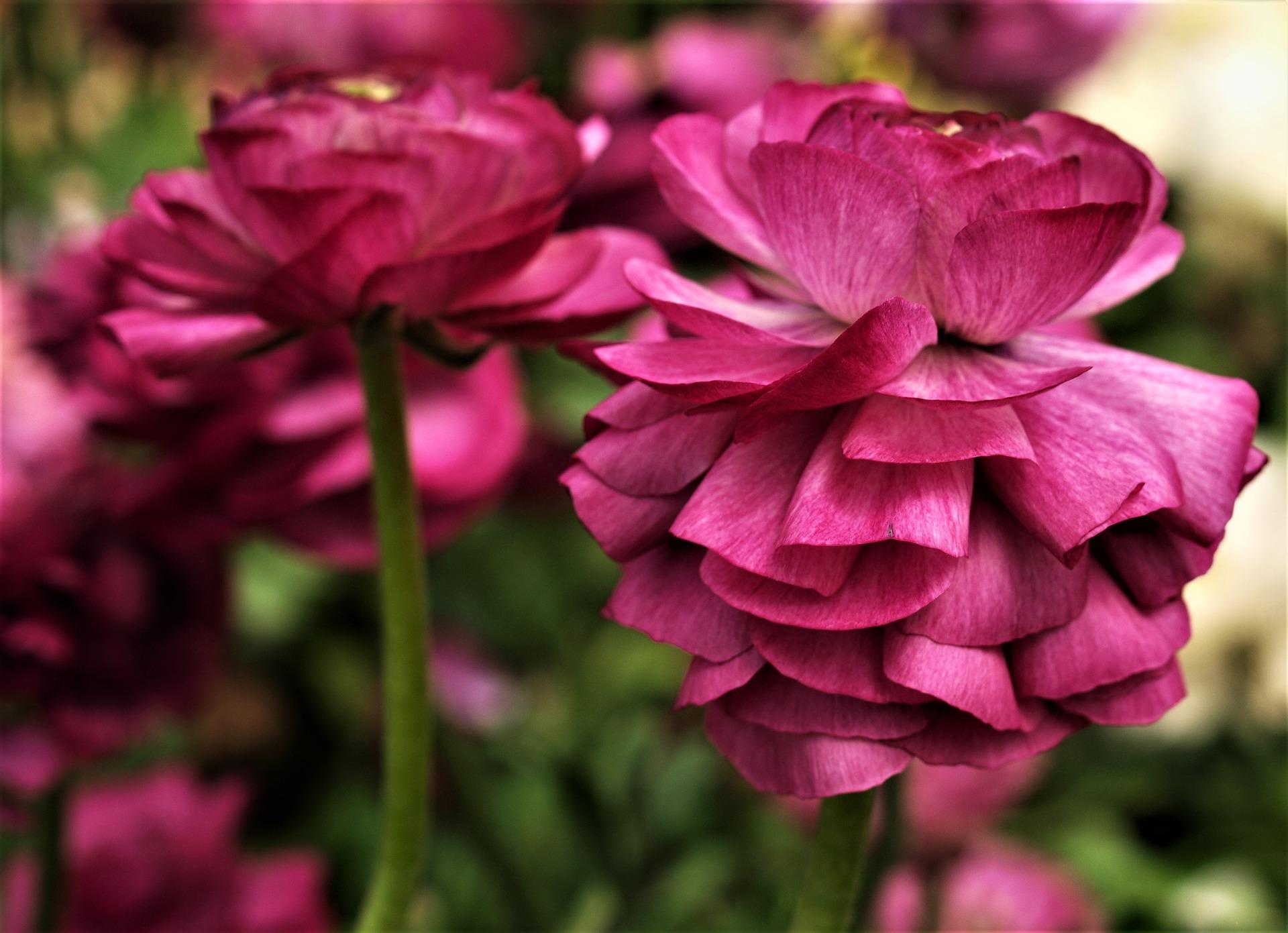 Ranunculus Tecolote 'Merlot' - from Leo Berbee Bulb Company