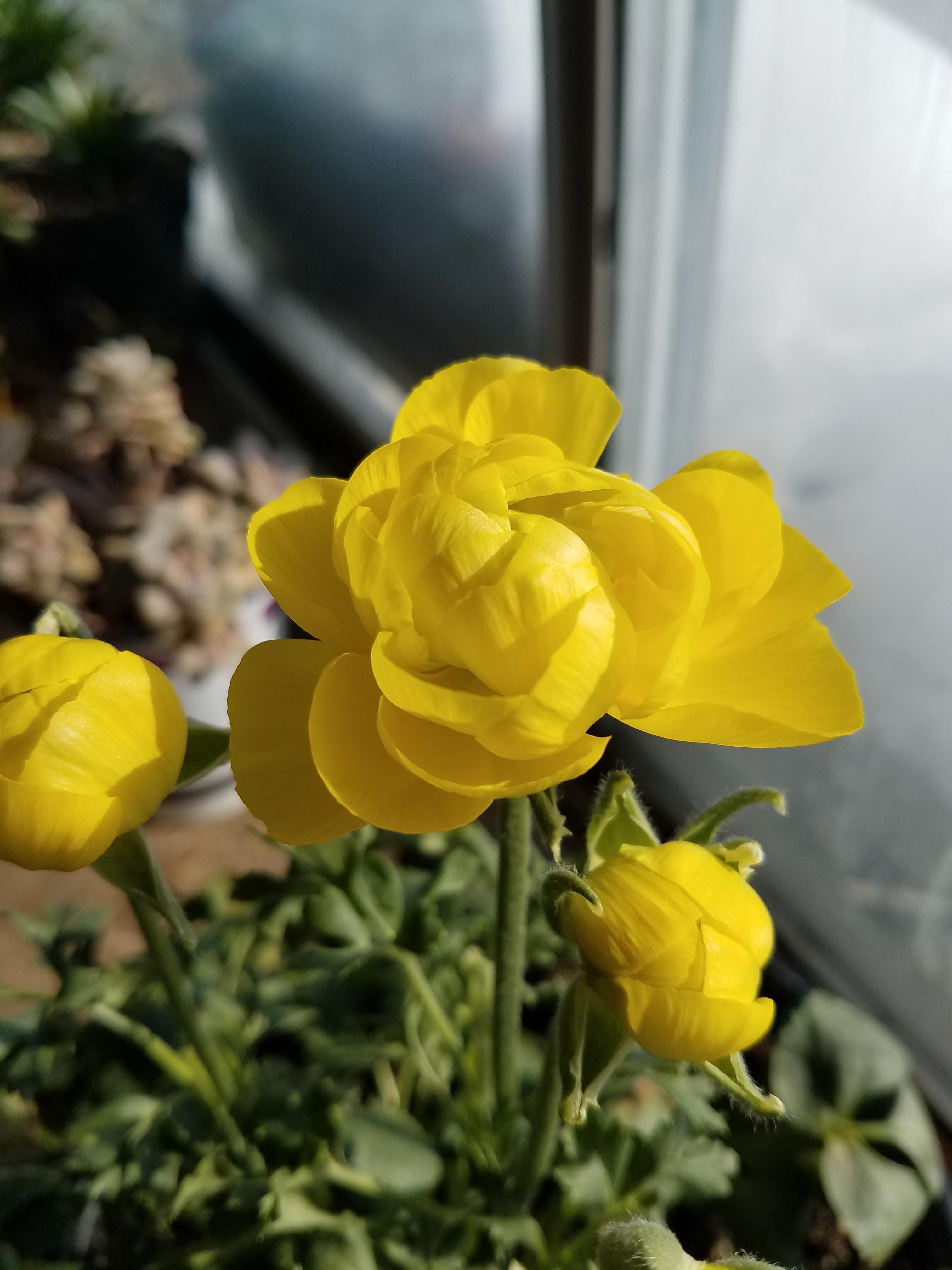 Ranunculus COPY Tecolote 'Yellow' - from Leo Berbee Bulb Company