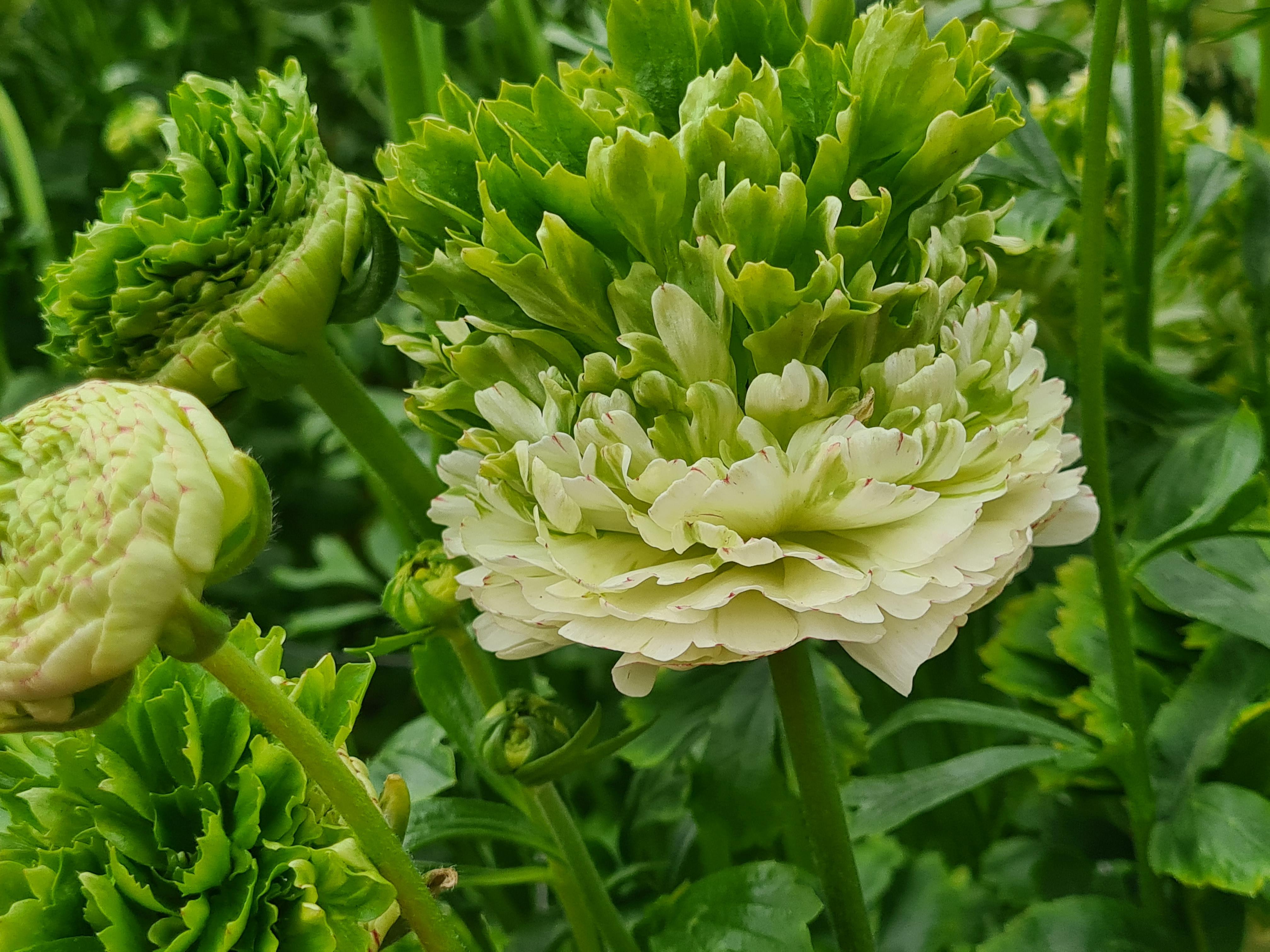 Ranunculus Crown 'Giverny' - LIMITED from Leo Berbee Bulb Company