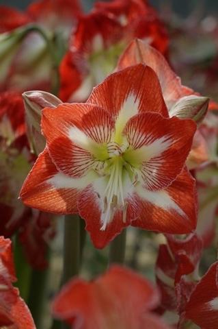 Hippeastrum Southern Hemisphere Minerva from Leo Berbee Bulb Company