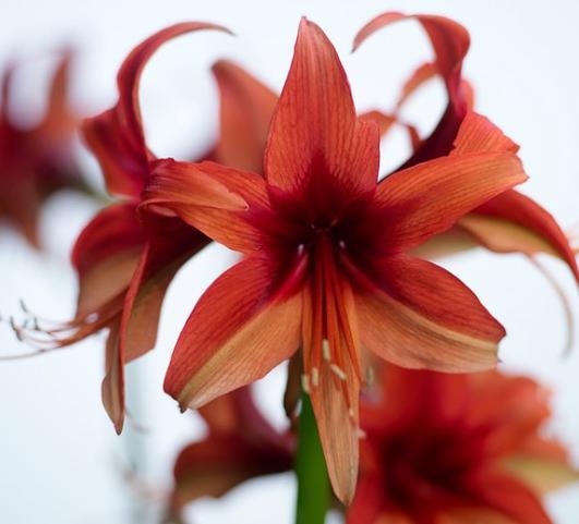 Hippeastrum Holland - Cybister Type Bogota from Leo Berbee Bulb Company