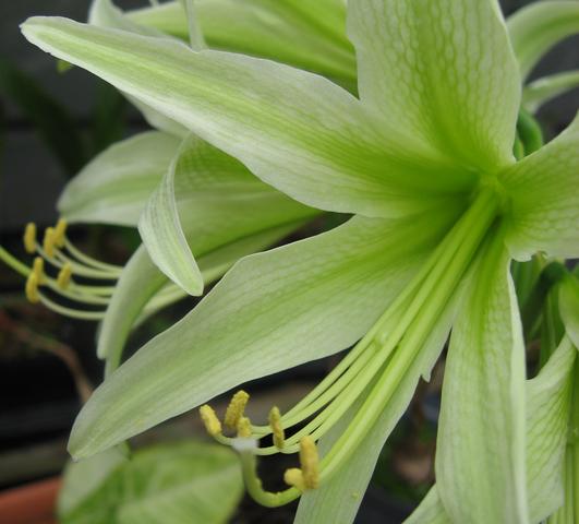 Hippeastrum Holland - Cybister Type Evergreen from Leo Berbee Bulb Company