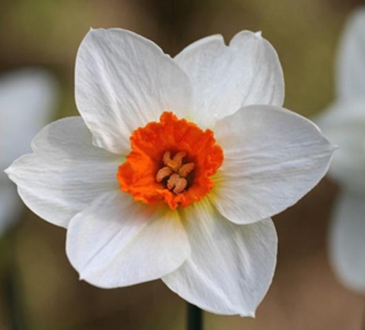 Daffodil Small Cupped Barrett Browning from Leo Berbee Bulb Company