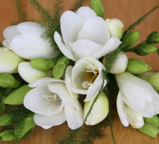 Freesia Single White from Leo Berbee Bulb Company