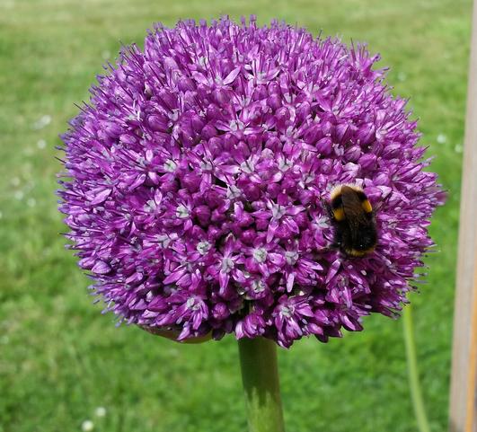 Allium Globemaster from Leo Berbee Bulb Company