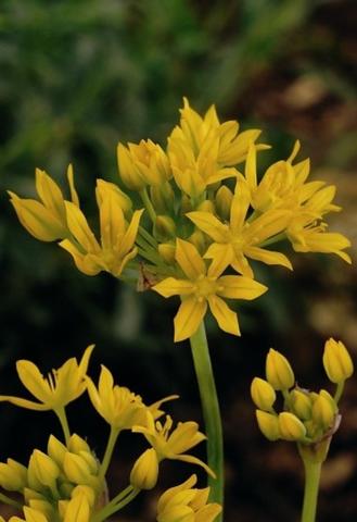 Allium Moly from Leo Berbee Bulb Company