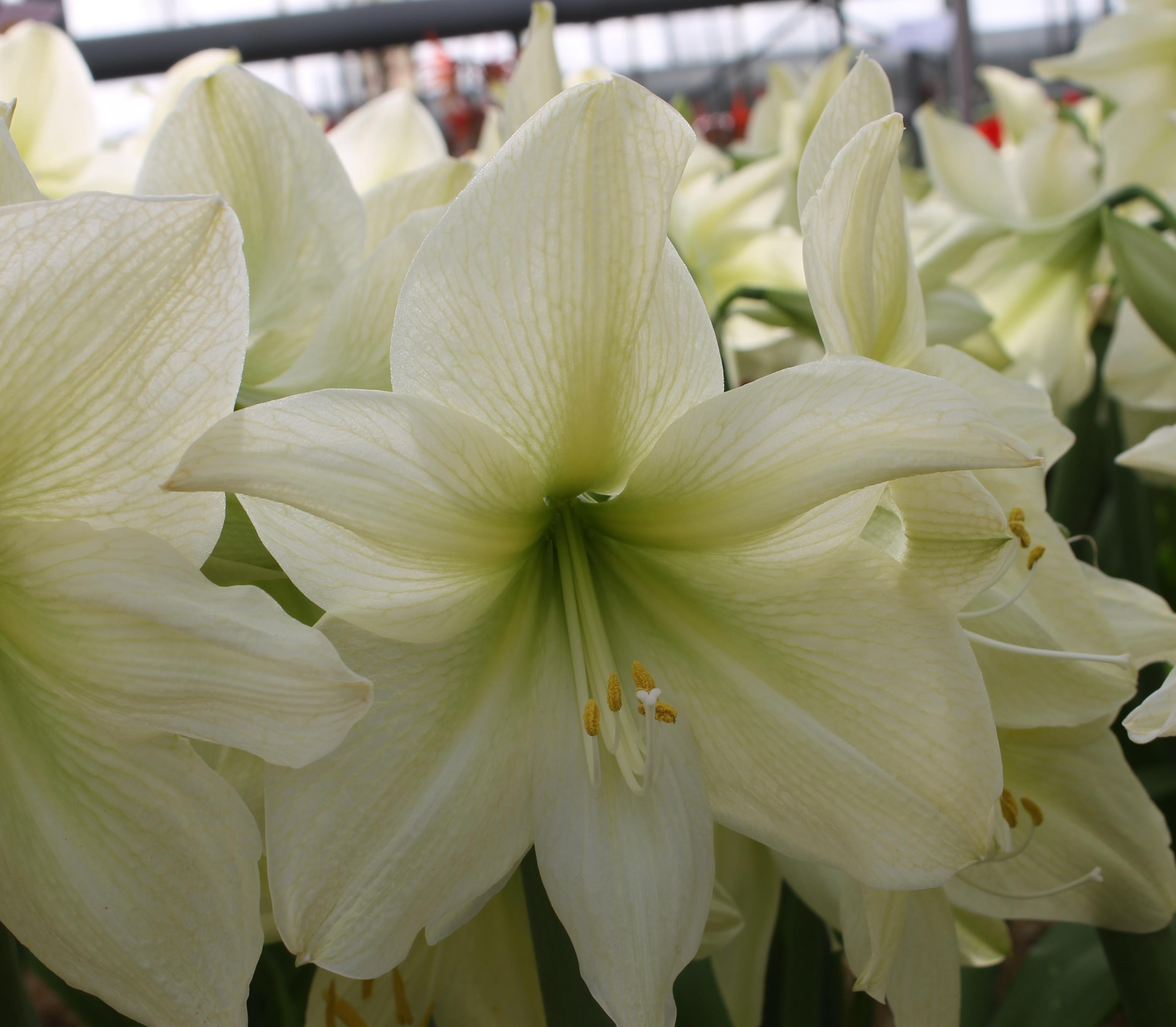 Hippeastrum Southern Hemisphere Lemon Star from Leo Berbee Bulb Company