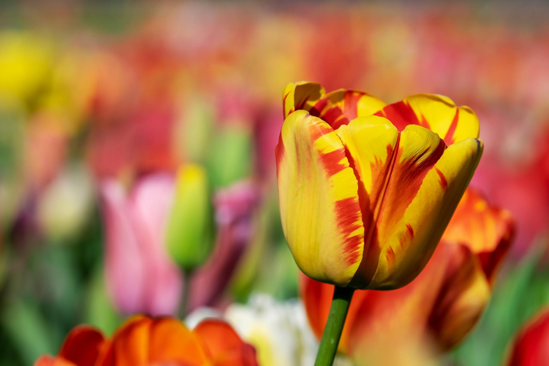 Tulip Darwin Hybrid Banja Luka from Leo Berbee Bulb Company