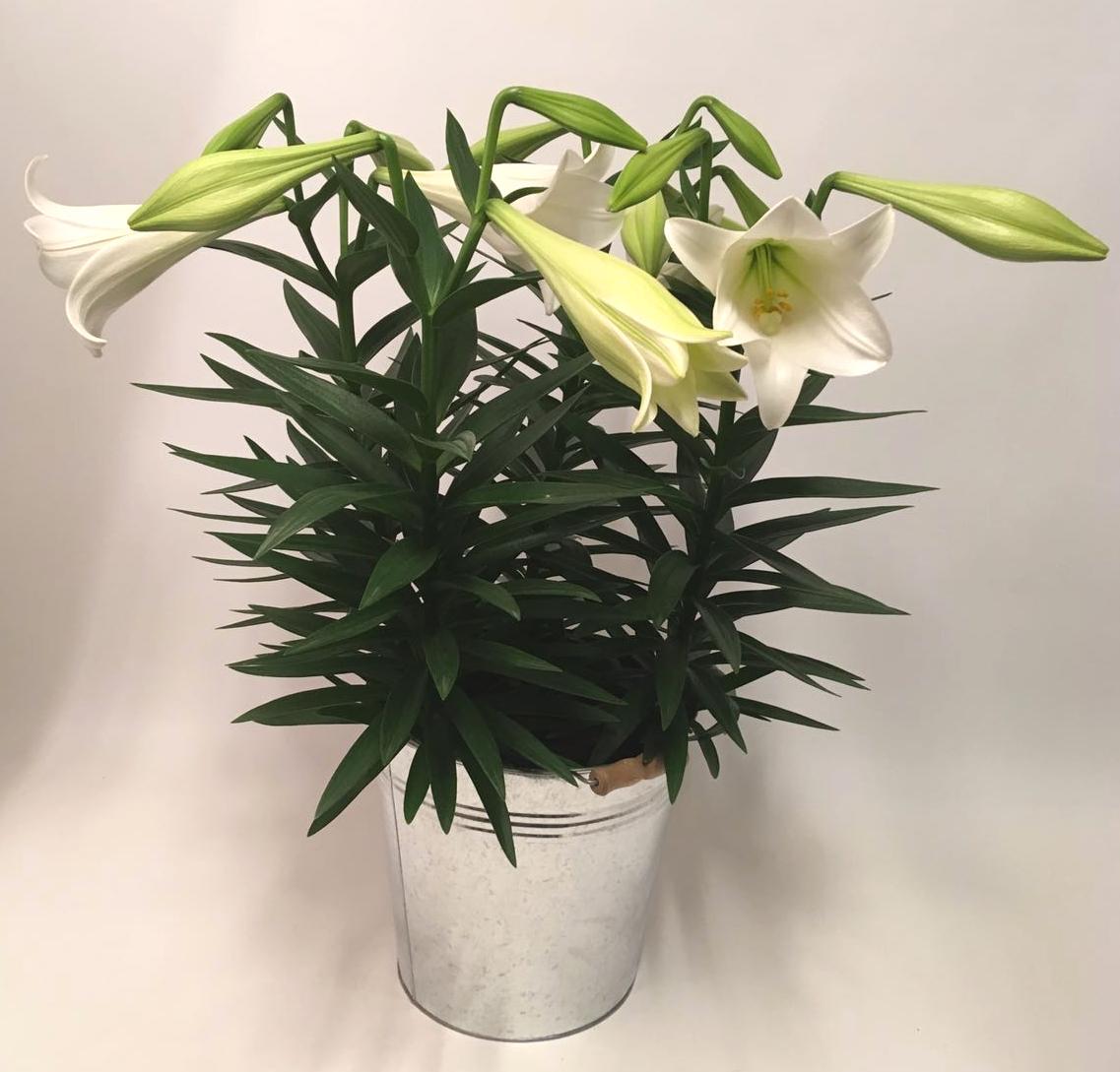 Easter Lily Miracle from Leo Berbee Bulb Company