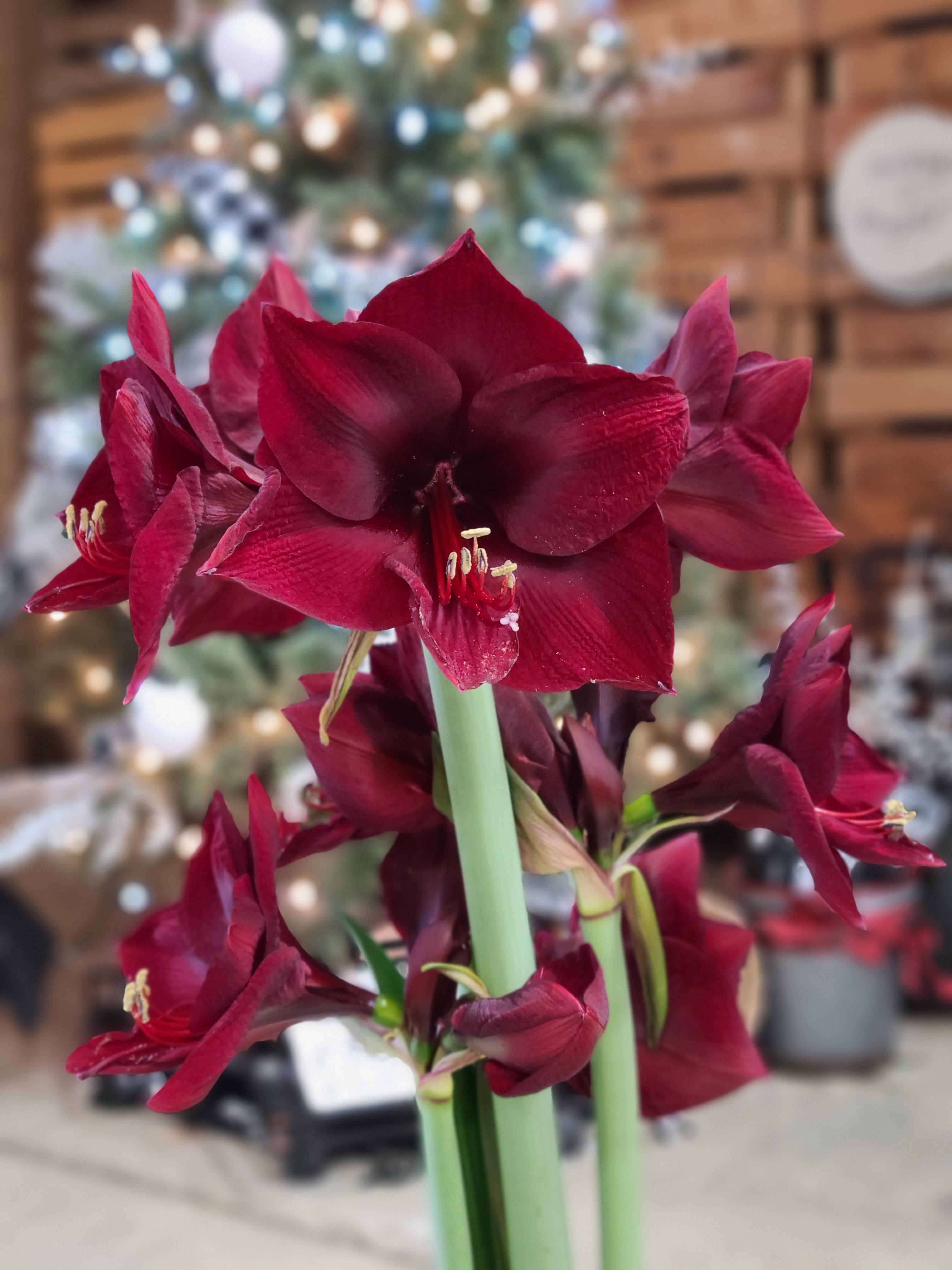 Hippeastrum Southern Hemisphere Mandela from Leo Berbee Bulb Company