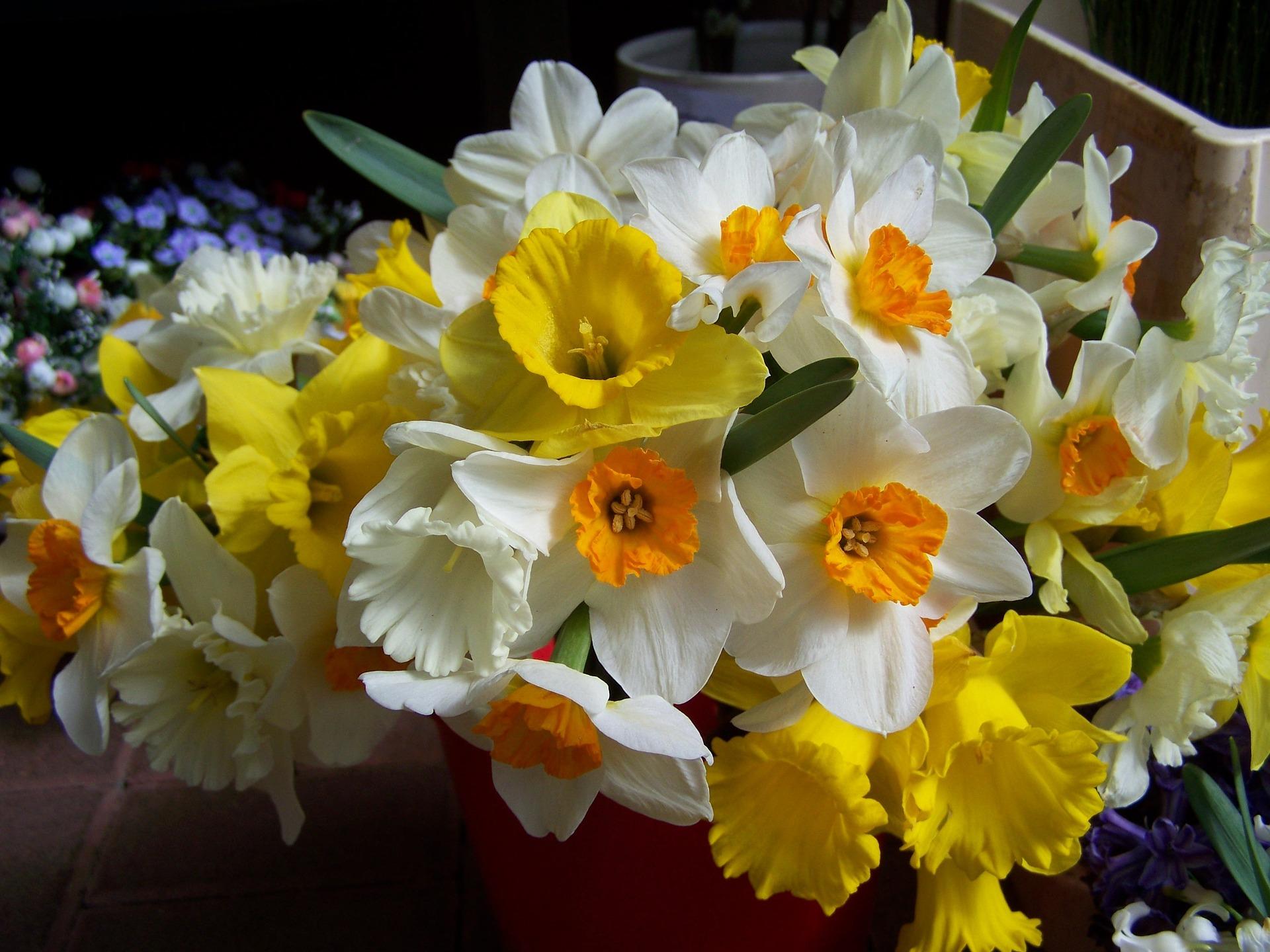 Daffodil Mixes from Leo Berbee Bulb Company