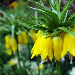 Fritillaria Imp. Lutea