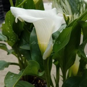 Zantedeschia Snow Storm