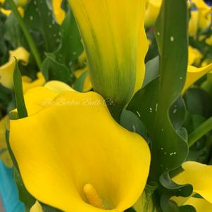 Zantedeschia Monte Carlo/Summer Sun