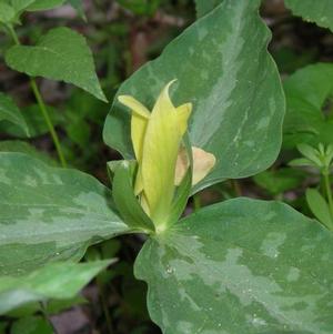 Trillium Luteum 