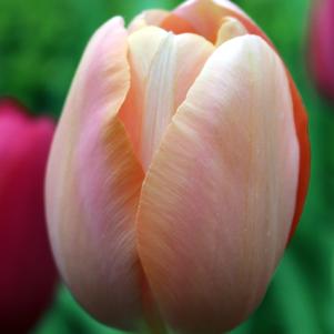 Tulip Triumph Mango Charm