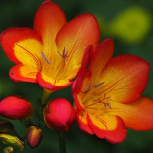 Freesia Single Red