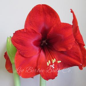 Hippeastrum Holland Lucky Strike