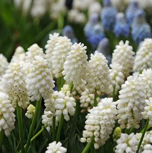 Muscari Album