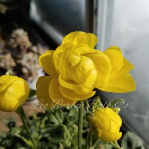 Ranunculus Tecolote Yellow