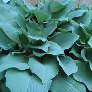 Hosta Krosse Regal