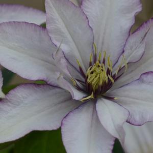 Clematis Samaritan Jo