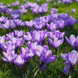 Crocus Vernus Remembrance