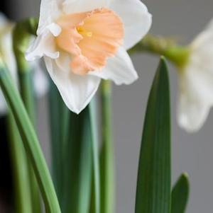 Daffodil Large Cupped Pink Pride