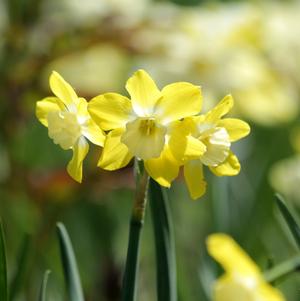 Daffodil Jonquilla Hillstar