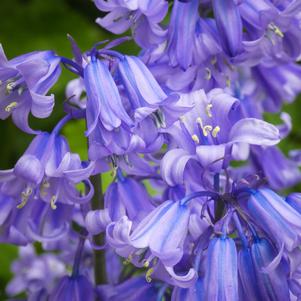 Hyacinthoides Hispanica