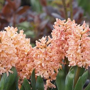 Hyacinth Gipsy Queen