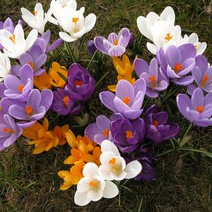 Crocus Vernus Mixed