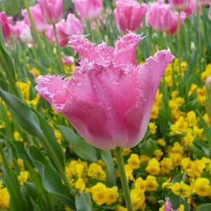 Tulip Fringed Zanzibar