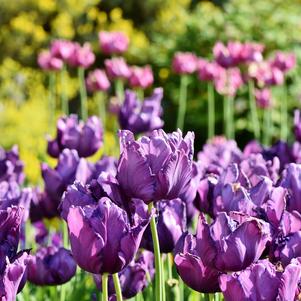 Tulip Parrot Blue Parrot