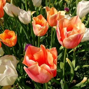 Tulip Triumph Charade