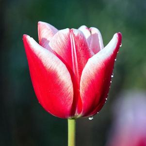 Tulip Triumph Leen Van Der Mark