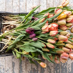 Precooled Tulips 