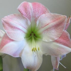 Hippeastrum Holland Apple Blossom