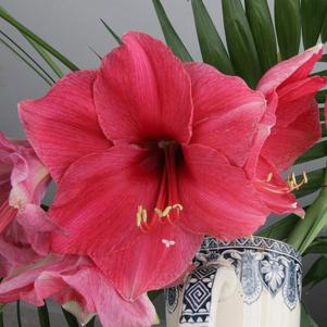 Hippeastrum Southern Hemisphere Bolero