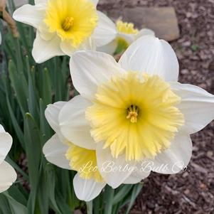 Daffodil Large Cupped Ice Follies