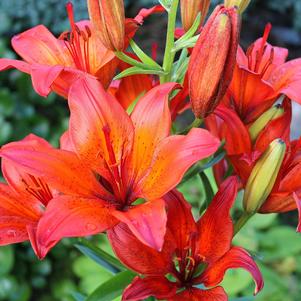 Lilies Asiatic Tropical Joy