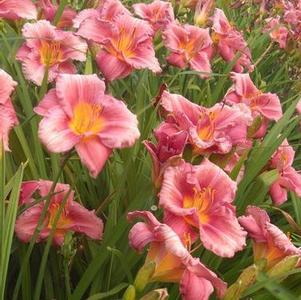 Hemerocallis Rosy Return