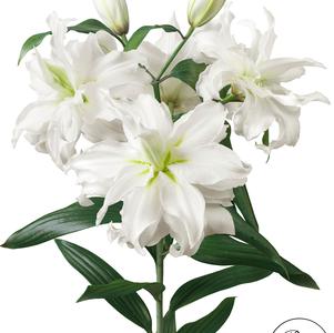 Lilies Double Oriental Roselily Ramona