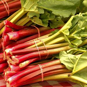 Rhubarb Canadian Red