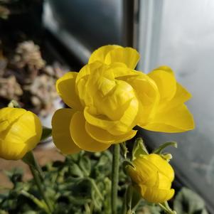 Ranunculus Tecolote Yellow